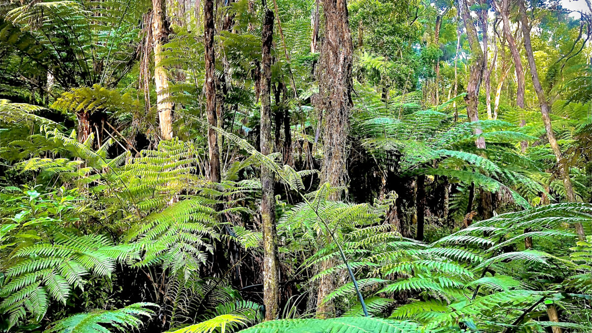 Wharekawa Marae Tree Planting Kaupapa 2022 - Wharekawa Marae