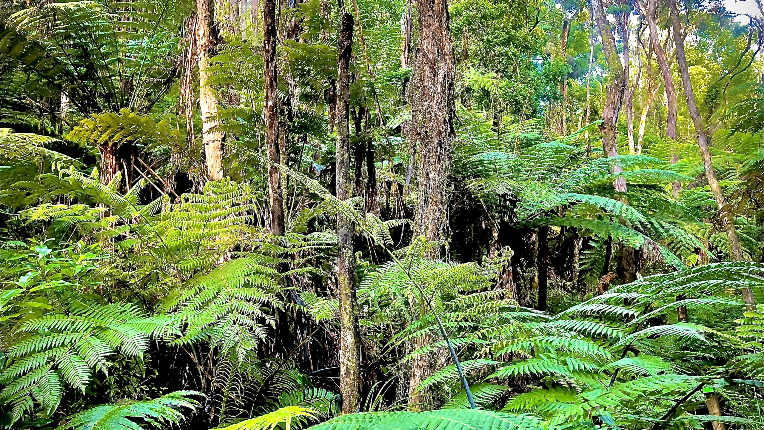 Wharekawa Marae Tree Planting Kaupapa 2022 - Wharekawa Marae